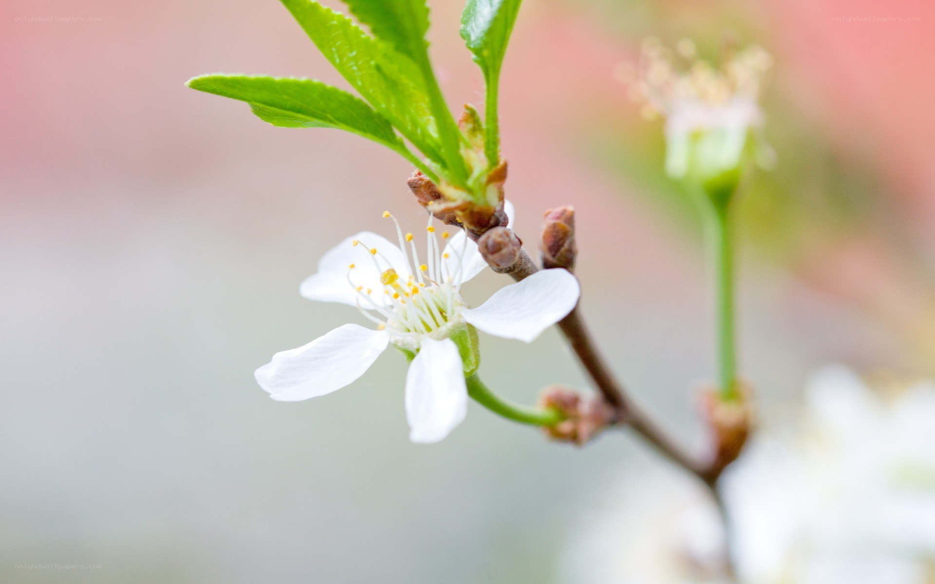 white blossom on a branch