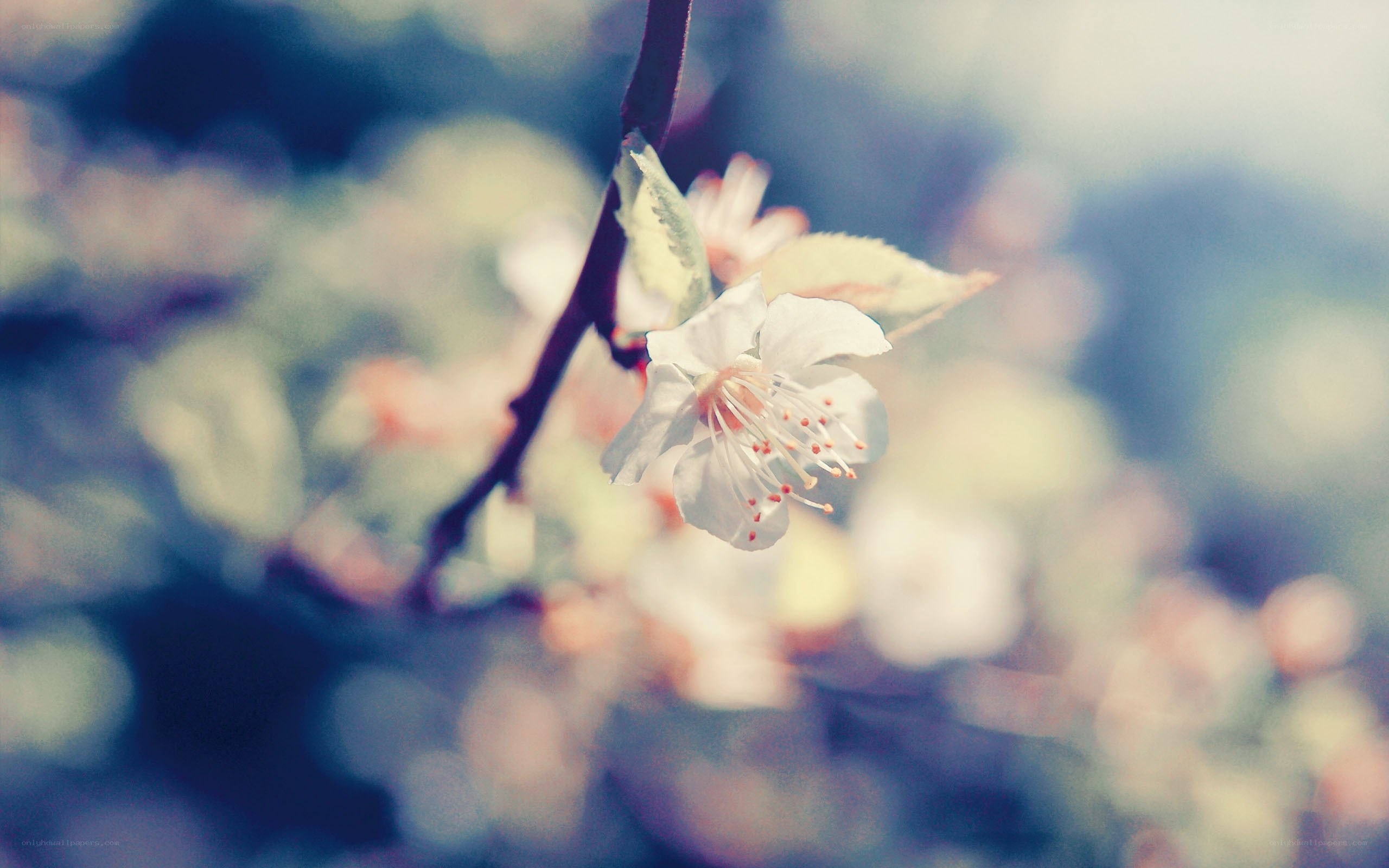 white blossom on a branch