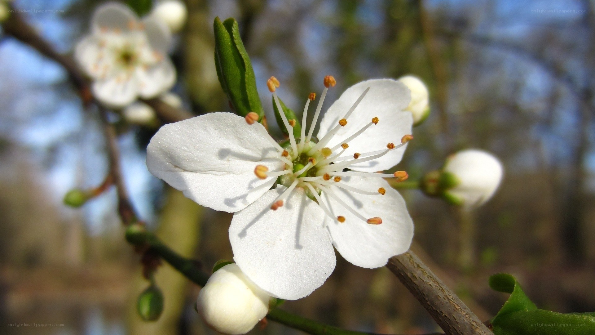 White blossom on a tree branch