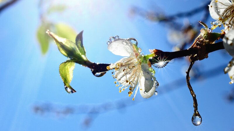 White Blossom on Branch — Blue