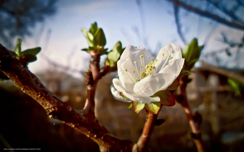 White Blossom on Branch — Serene, Spring, Photograph, Bud