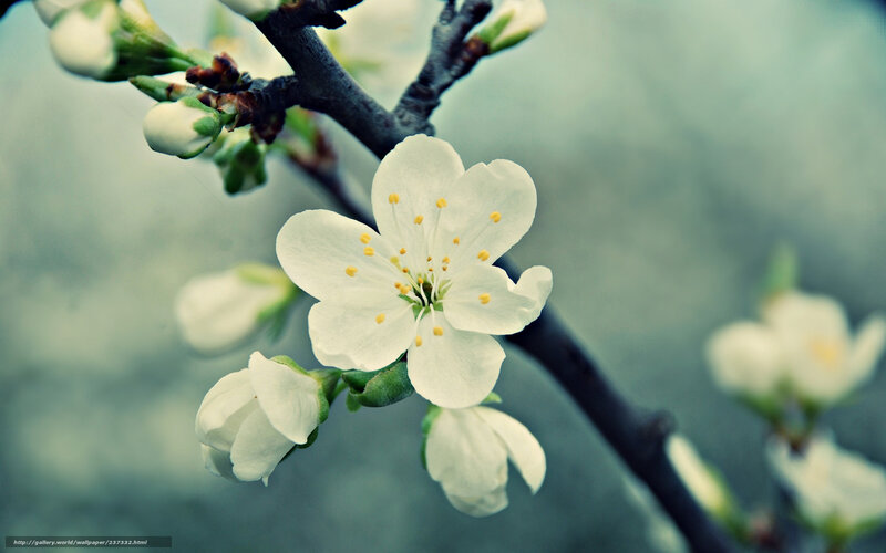 White Blossom on Branch — Serene, Spring, Photograph, Buds