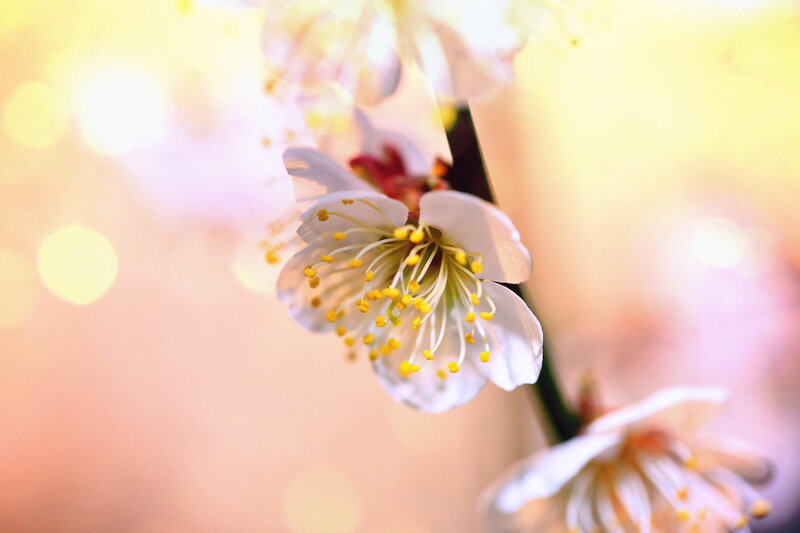 White Blossom on Branch — Serene, Spring, Photograph, Flower