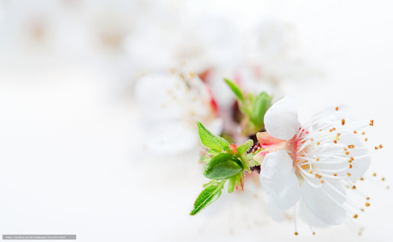 White Blossom on Branch — Serene, Spring, Photograph, Green Leaves, Stamen