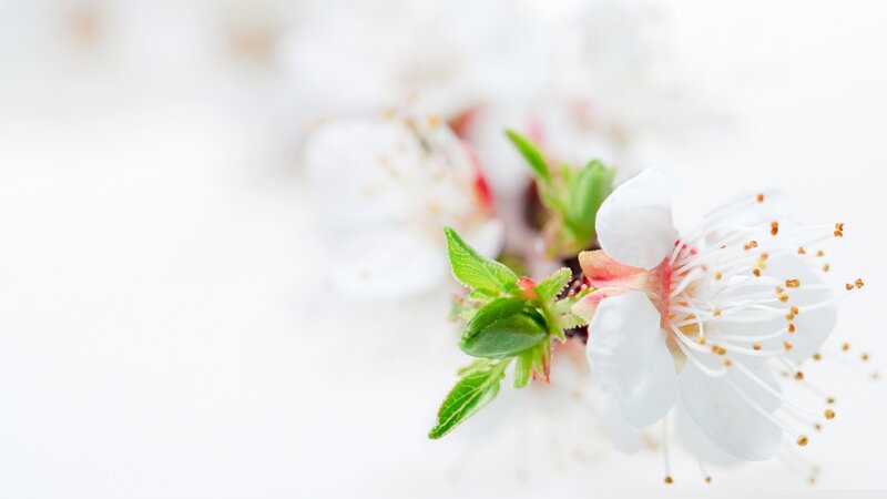 White Blossom on Branch — Serene, Spring, Photograph, Green Leaves