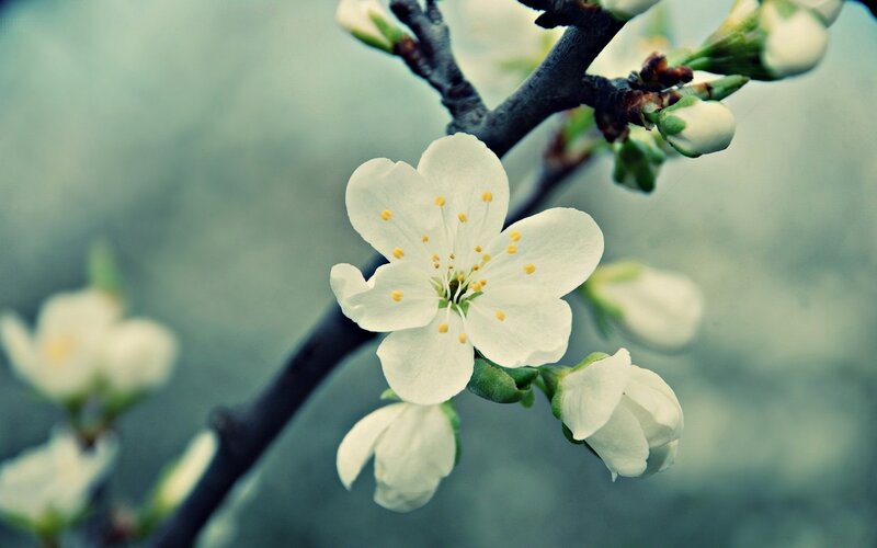 White Blossom on Branch — Serene, Spring