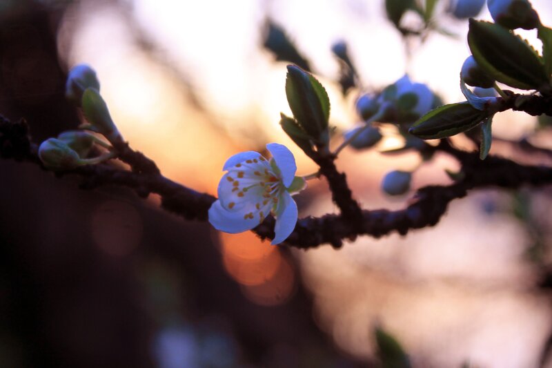 White Blossom on Branch — Serene, Sunset