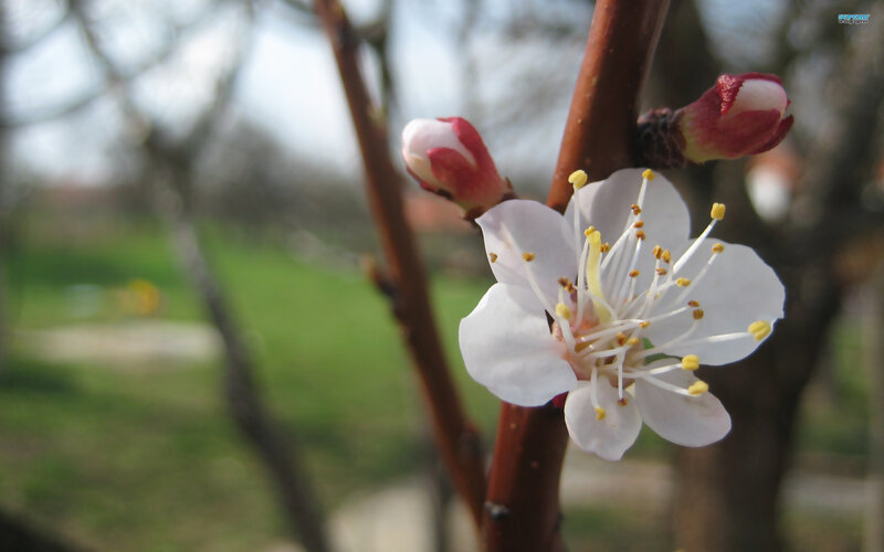 White Blossom on Branch