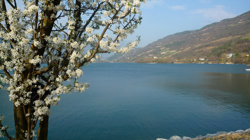 White-blossomed Tree by Lake