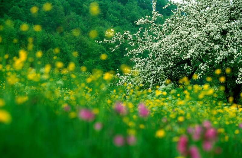 White-blossomed Tree — Green, Serene, Spring, Photograph