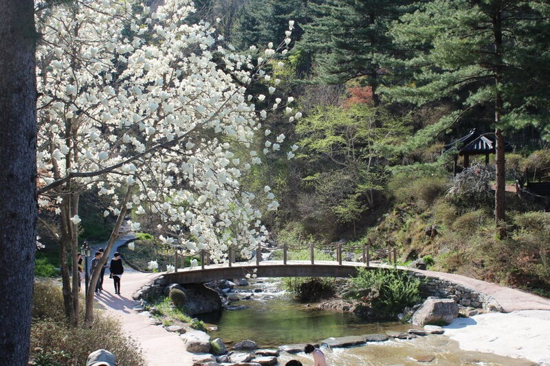 White-blossomed Tree — Green, Serene, Spring