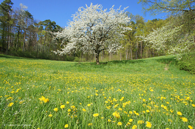 White-blossomed Tree — Green, Serene