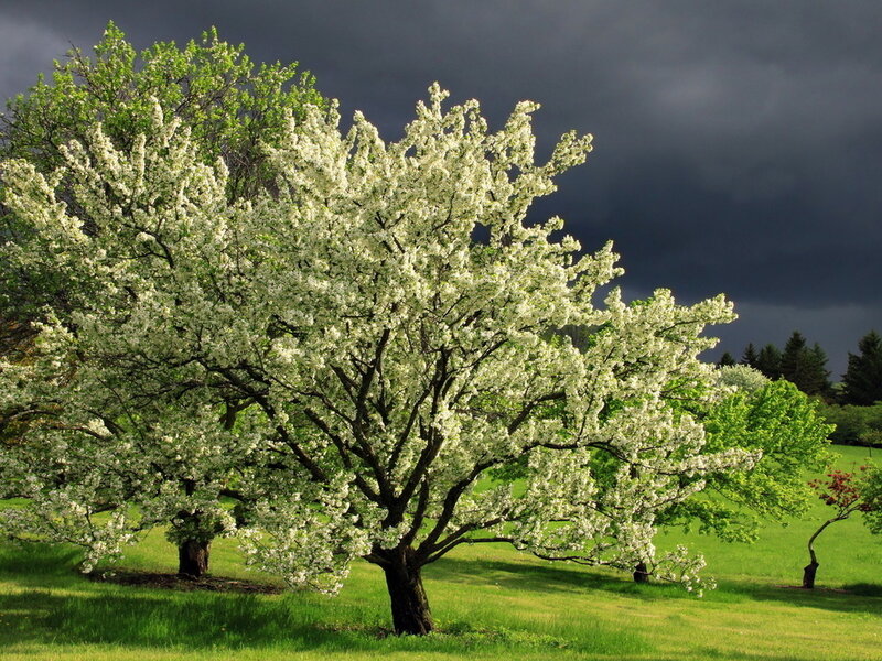 White-blossomed Tree — Green