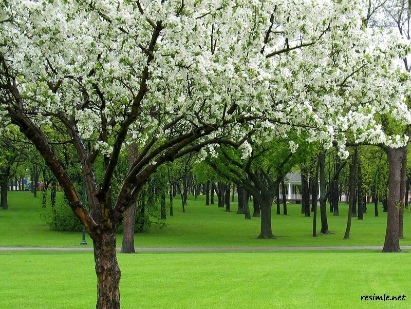 White-blossomed Tree