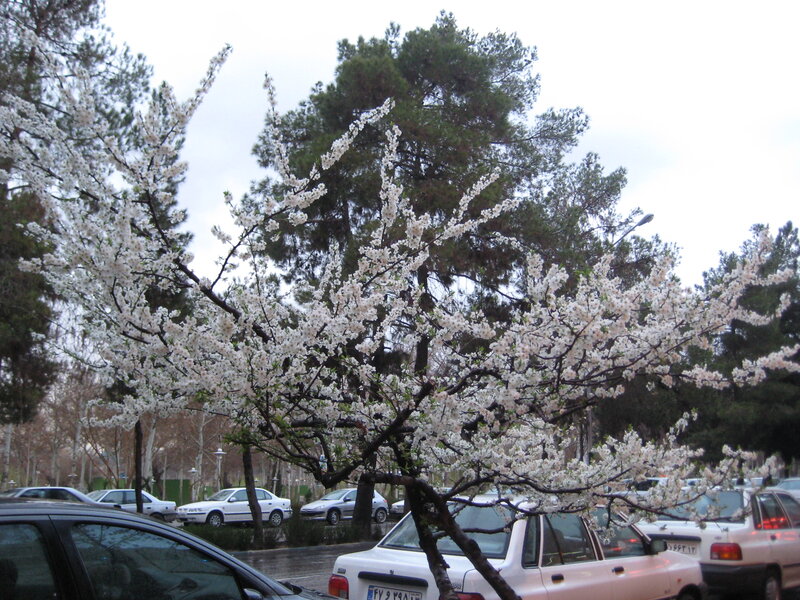 White-blossomed Tree — White, Calm