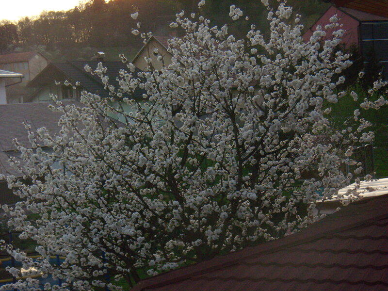 White-blossomed Tree — White