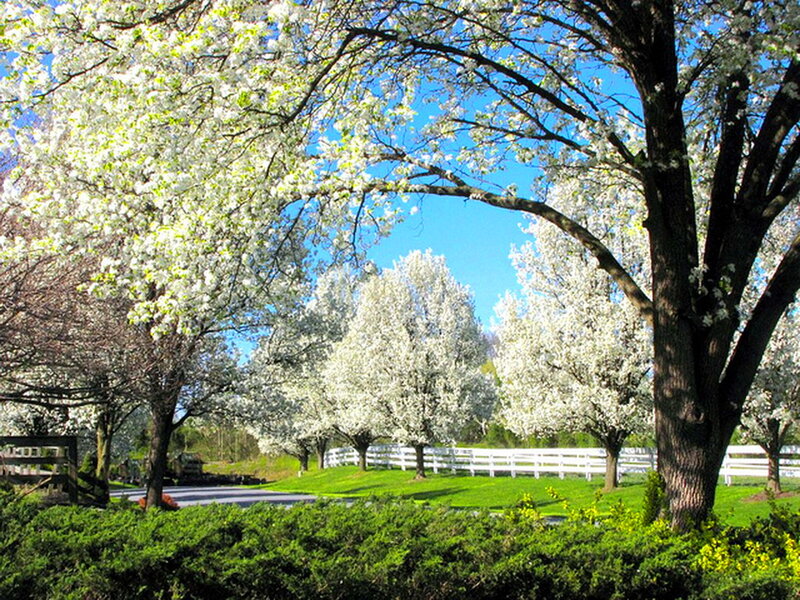 White-blossomed Trees