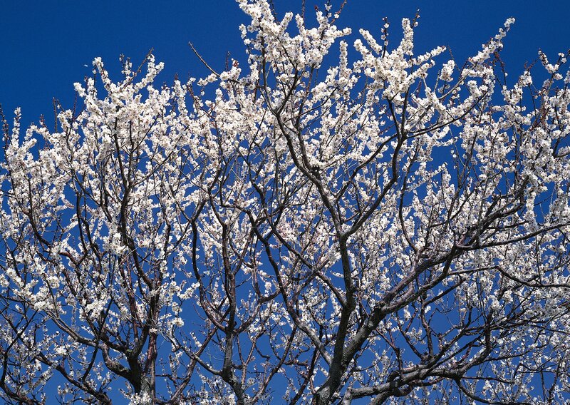 White Blossoming Tree — Serene, Spring, Photograph, Branches, Sky