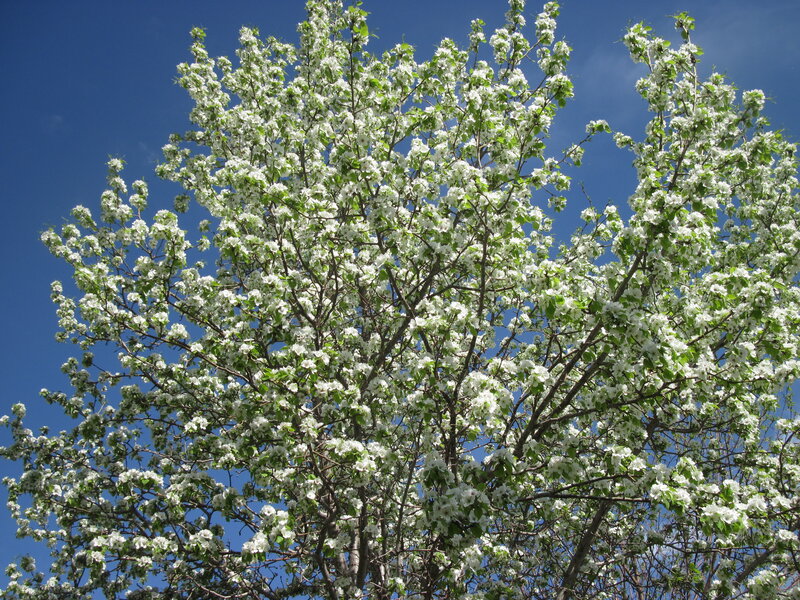 White Blossoming Tree — Serene, Spring, Photograph, Branches