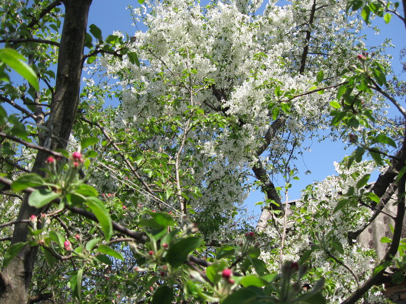 White Blossoming Tree — Serene, Spring, Photograph