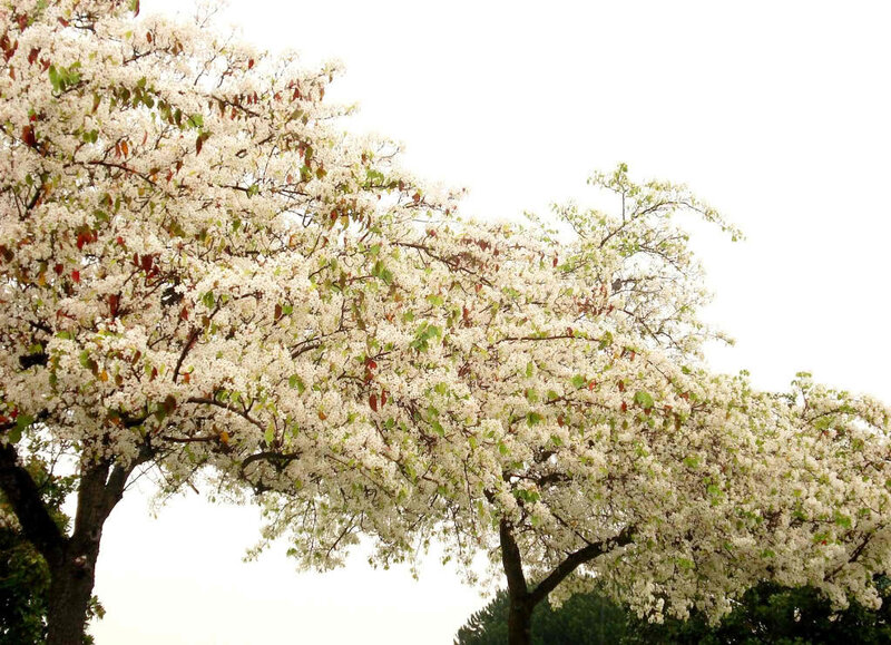 White Blossoming Tree — Serene, Spring