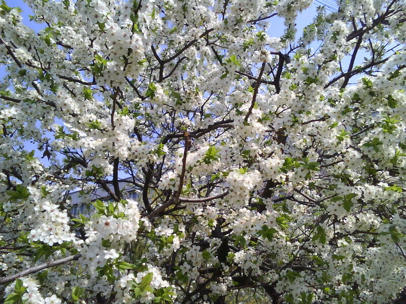 White Blossoming Tree — Serene