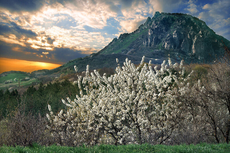 White Blossoming Tree