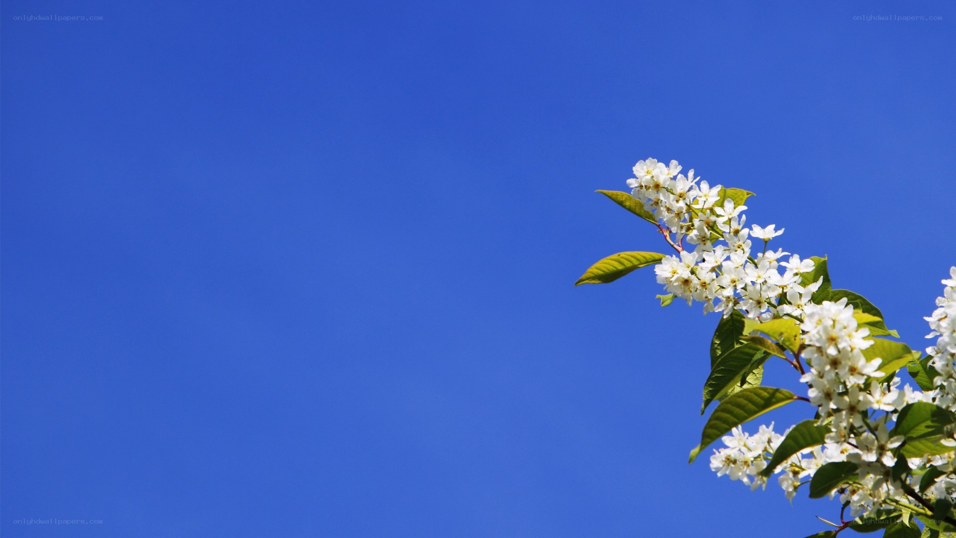 white blossoms against blue sky