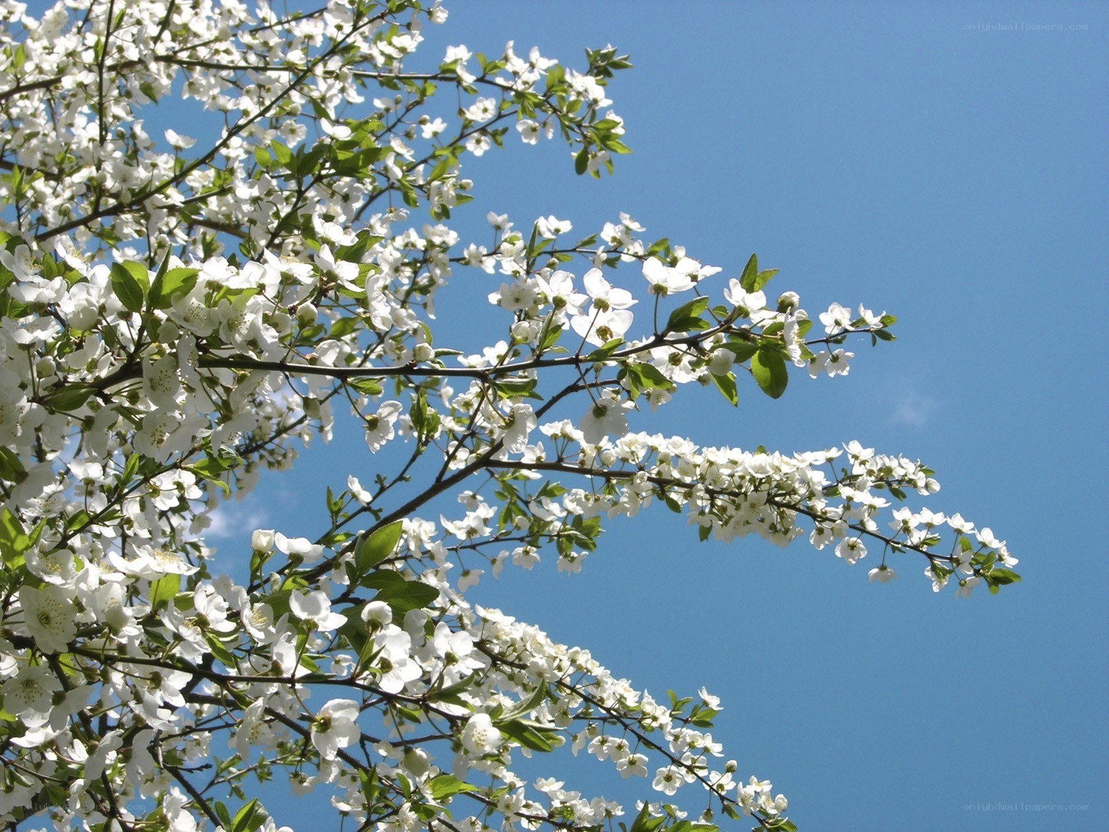 White blossoms against blue sky