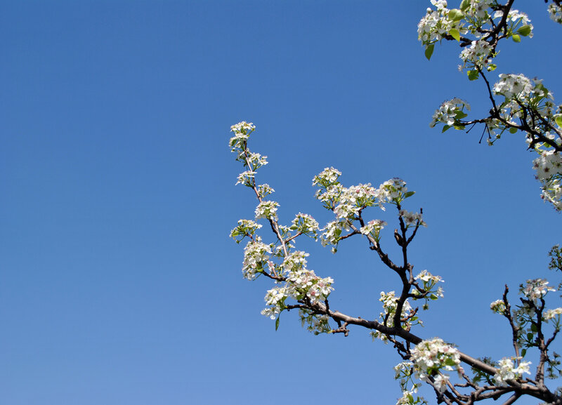 white blossoms against blue sky