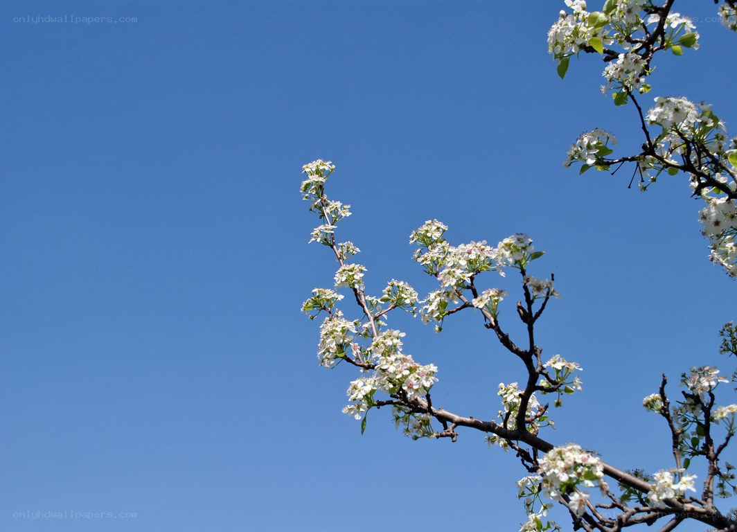 white blossoms against blue sky