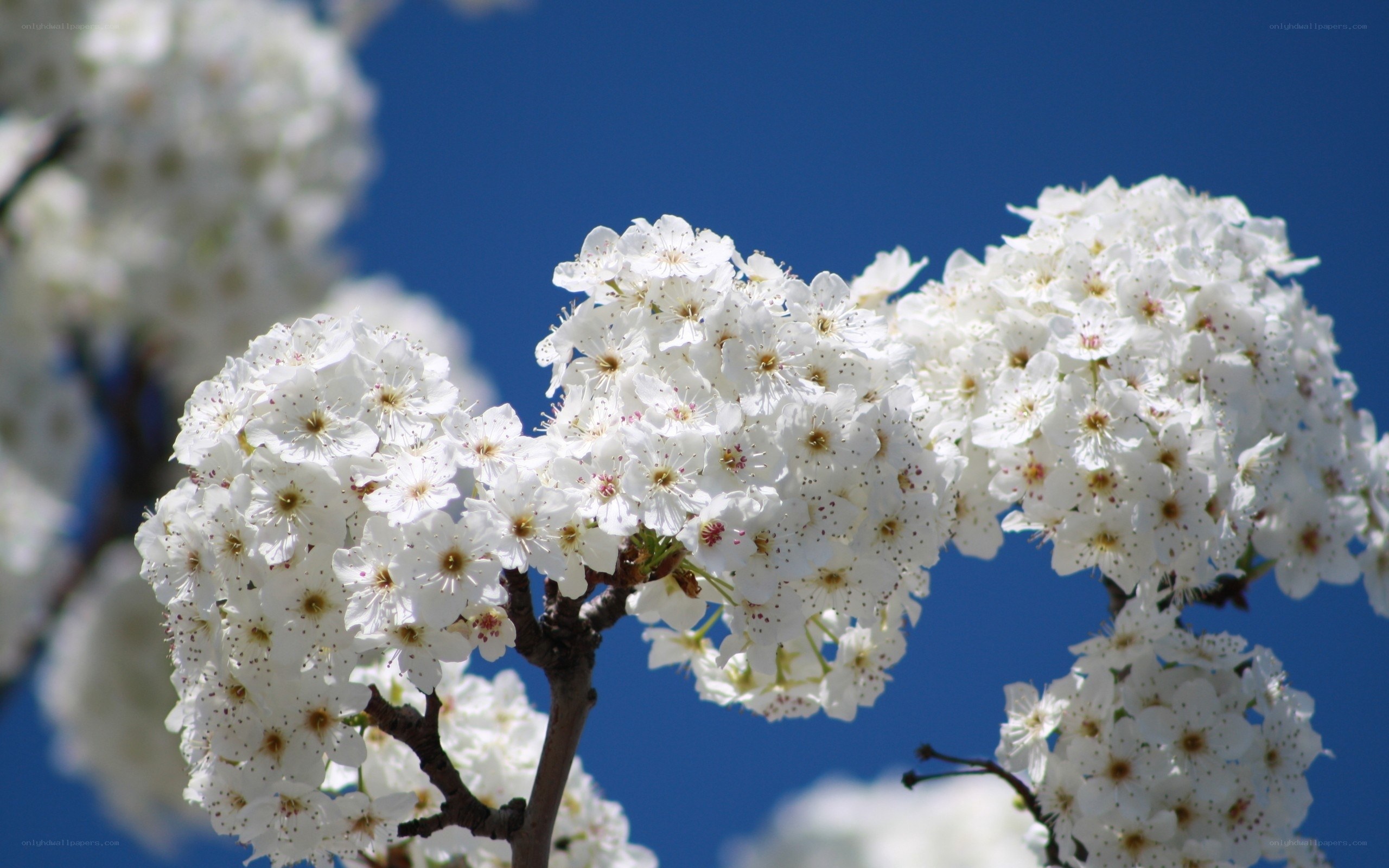 White blossoms against blue sky