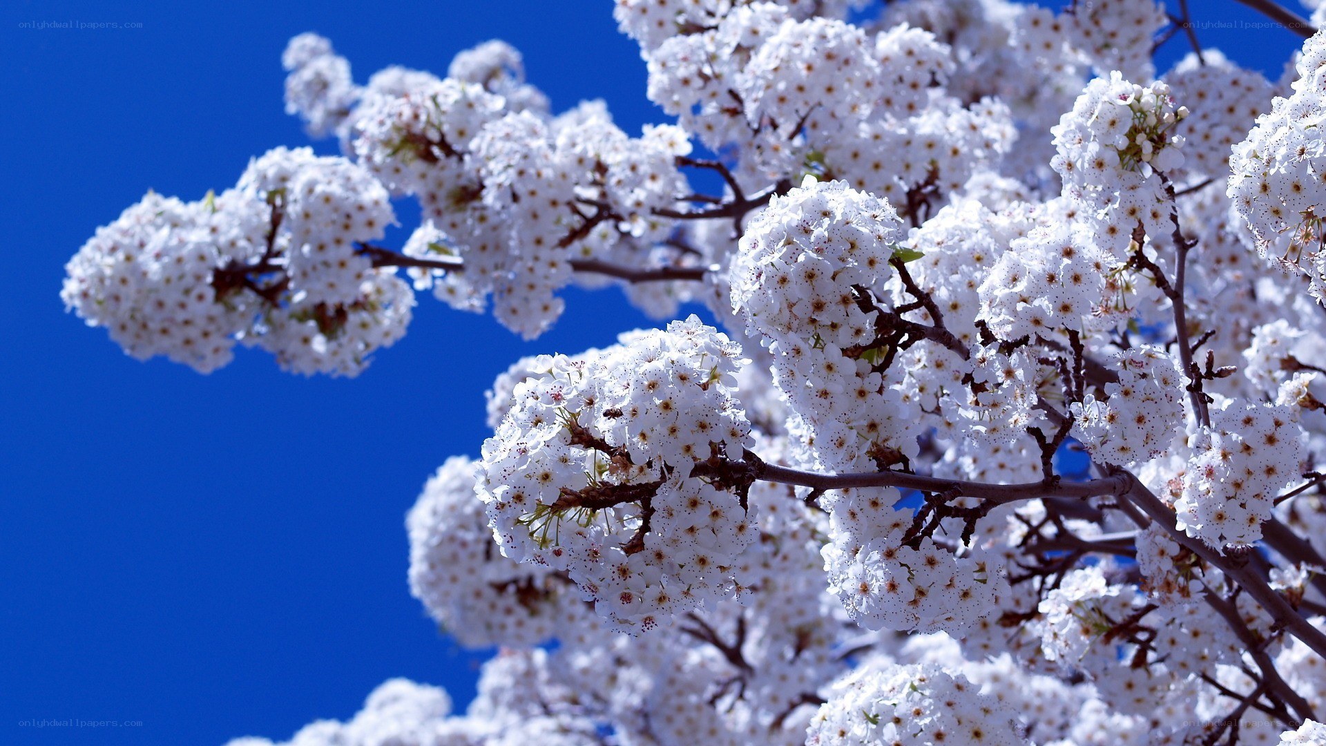 White blossoms against blue sky
