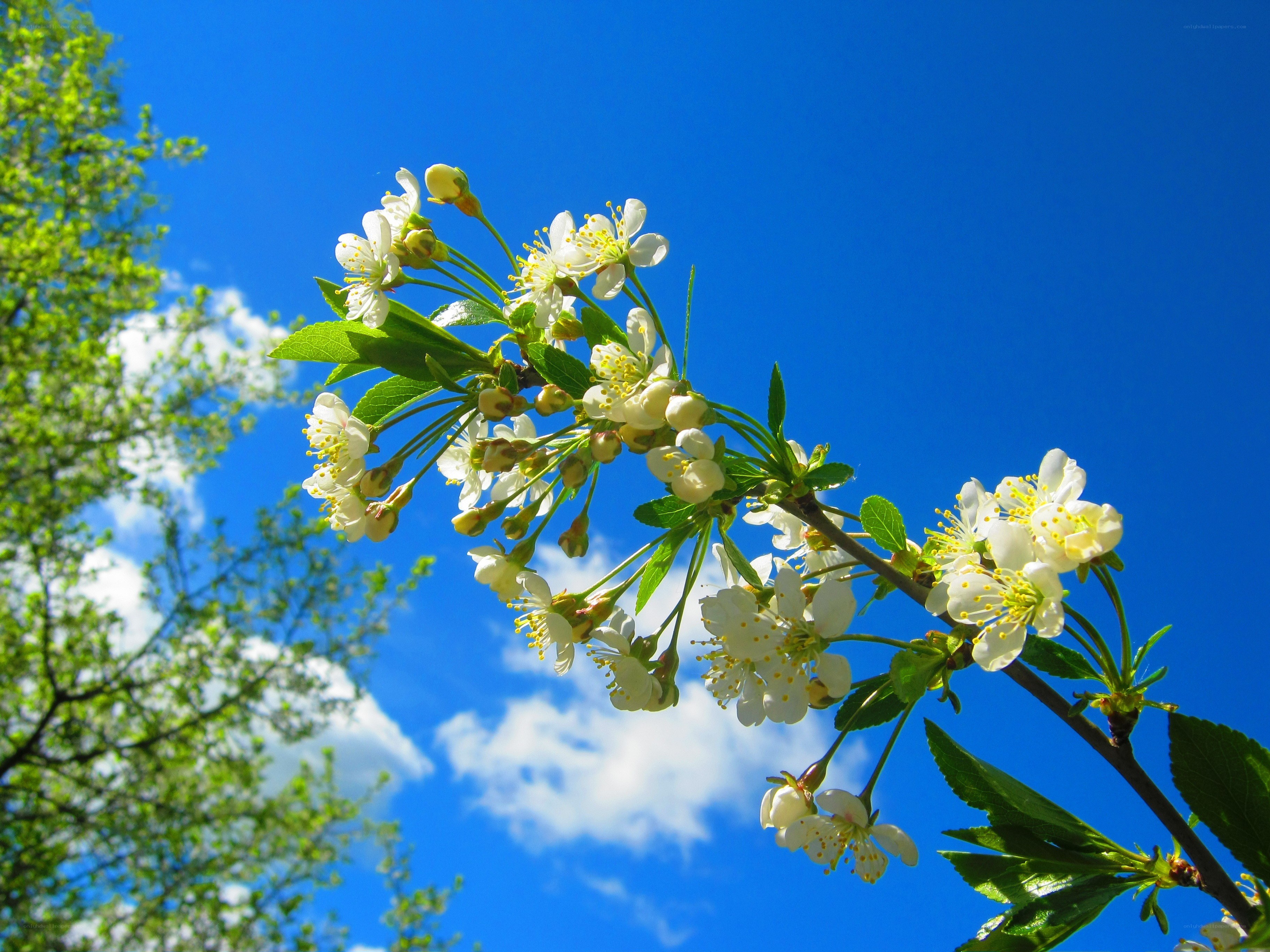 White blossoms against blue sky