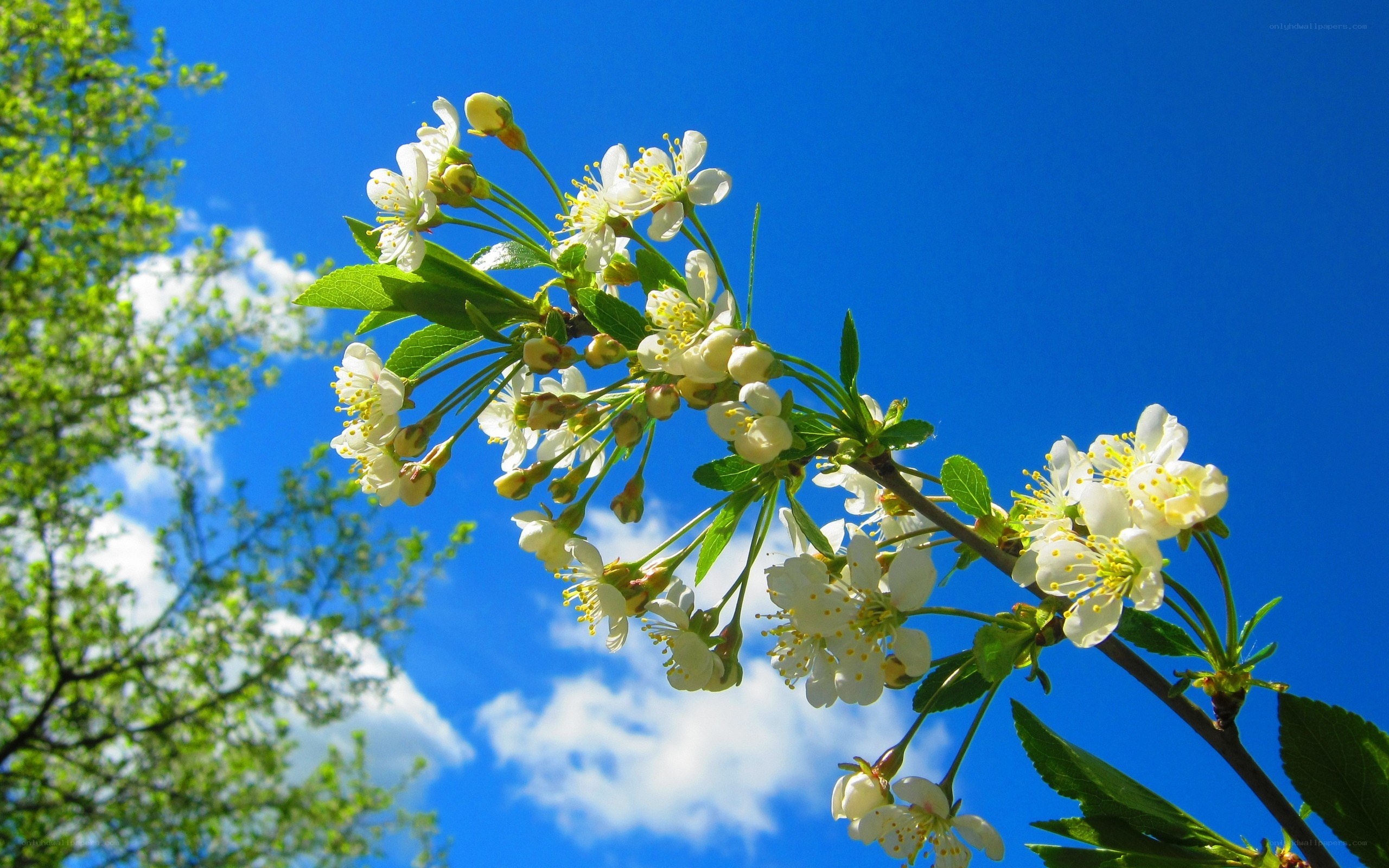 White blossoms against blue sky