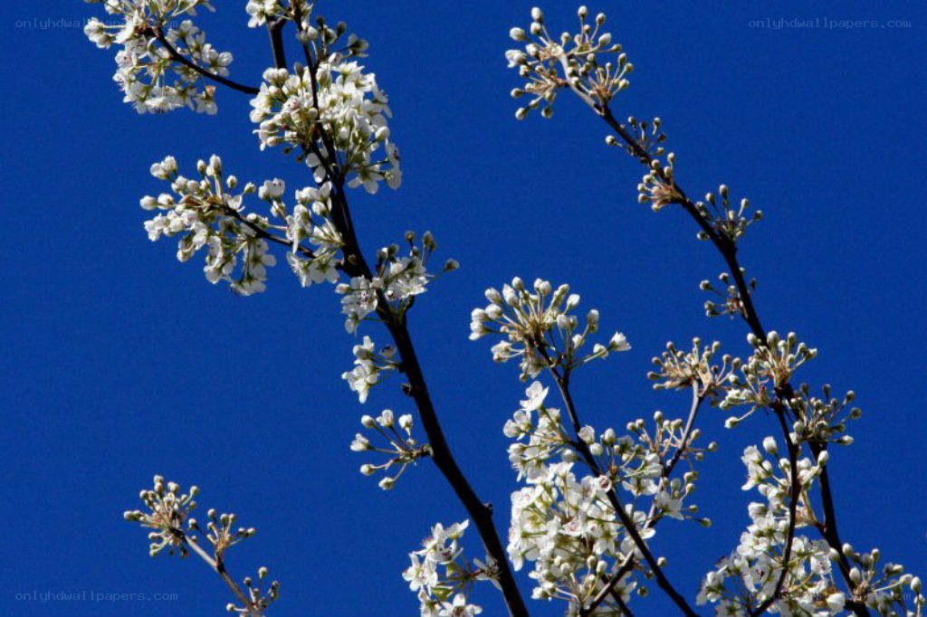 White blossoms against blue sky