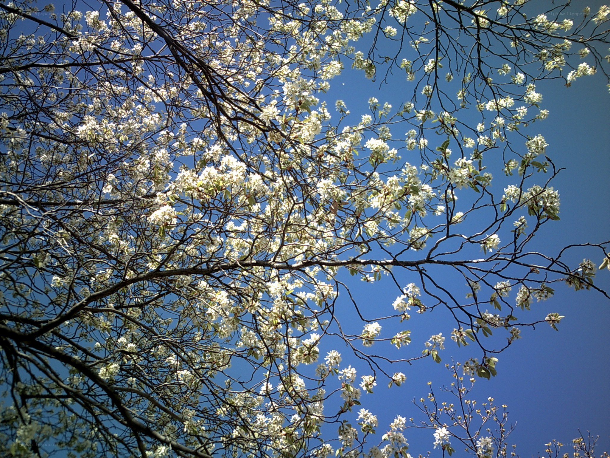White blossoms against blue sky