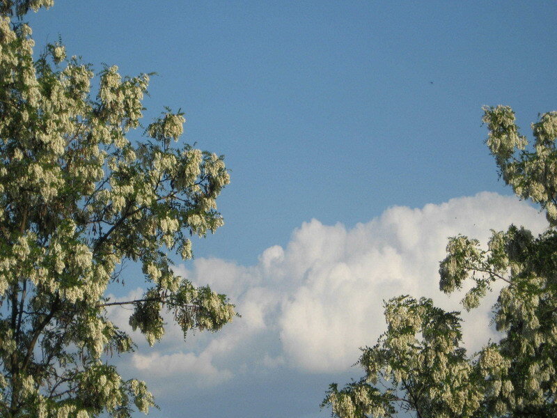 white blossoms against blue sky
