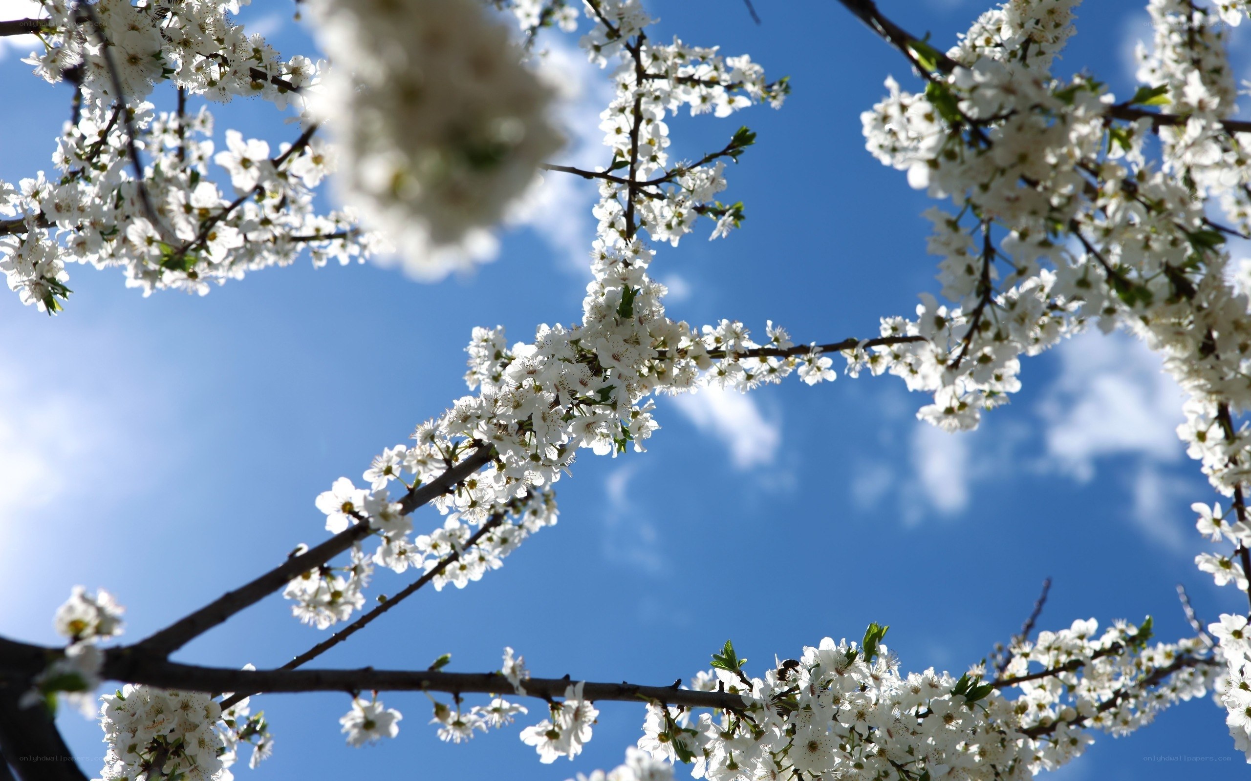 White blossoms against blue sky