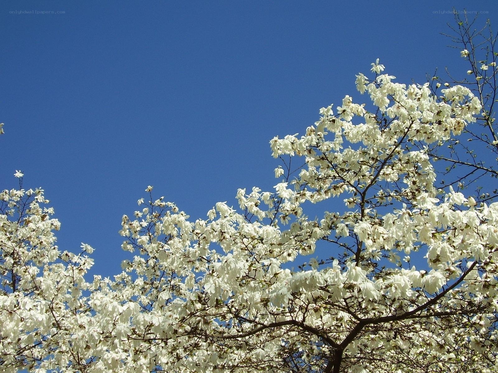 White blossoms against blue sky