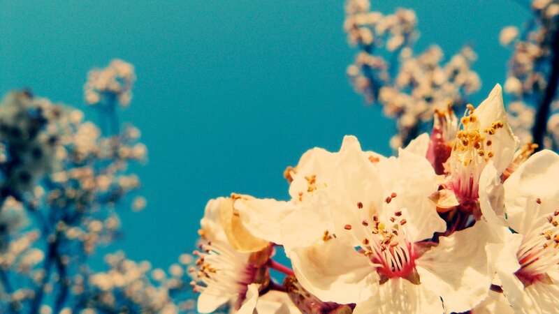 White blossoms against blue sky