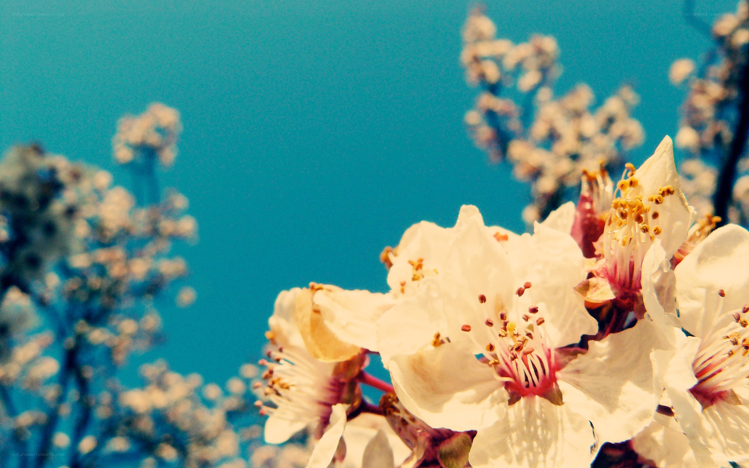 White blossoms against blue sky