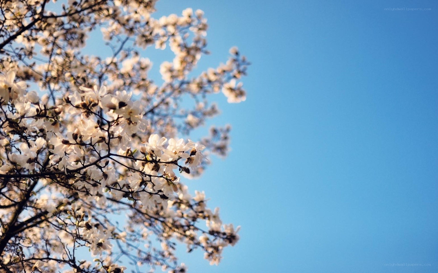 white blossoms against blue sky