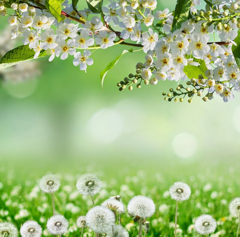 White Blossoms and Dandelions
