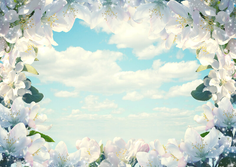 White Blossoms Framing Sky