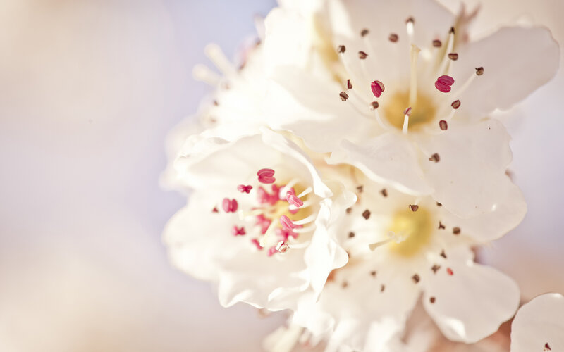 White Blossoms in Bloom