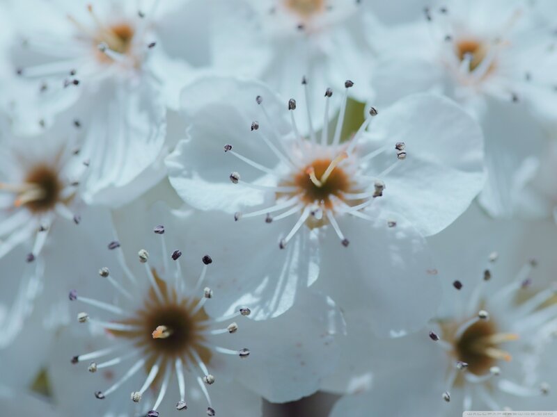 White Blossoms in Cluster
