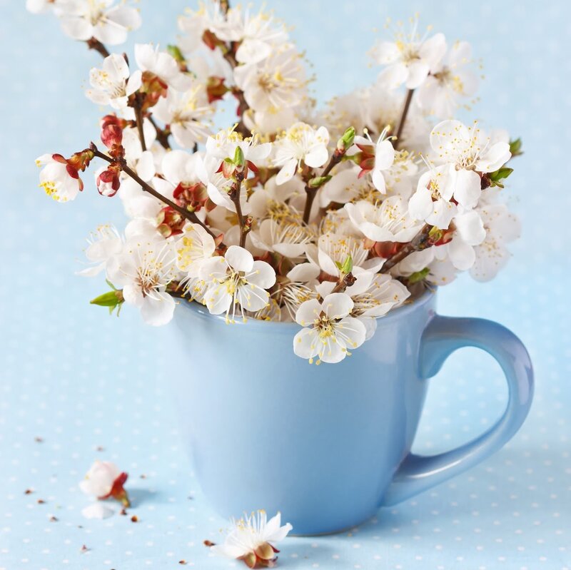 White Blossoms in Cup
