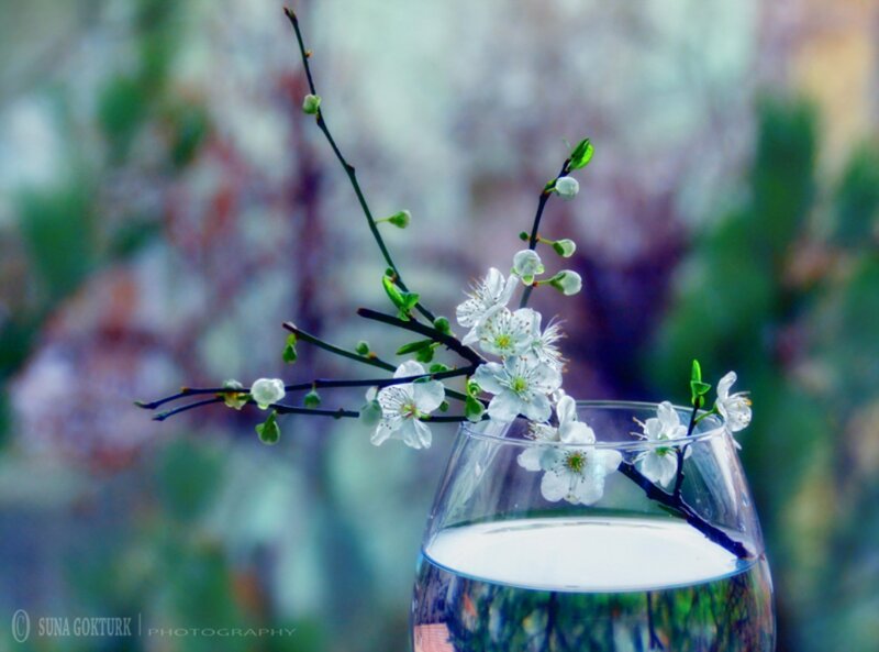 White Blossoms in Glass