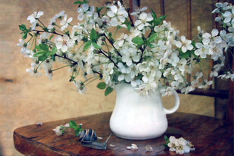 White Blossoms in Pitcher